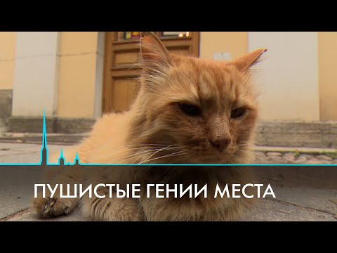 Кошки на службе у Петербурга