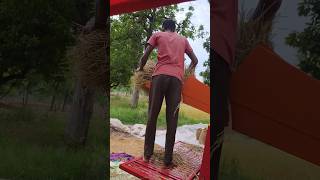 🚜 Thresher Machine Se Dhan Minjai | Village Farming Vlog#shorts