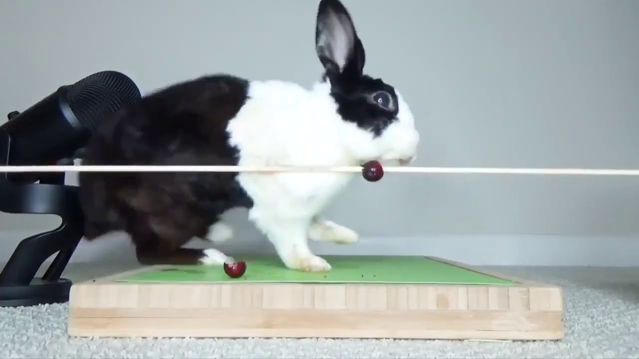 rabbit eats a cranberry and dies - YouTube