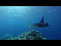 Swimming with manta rays  south pacific sneak peak