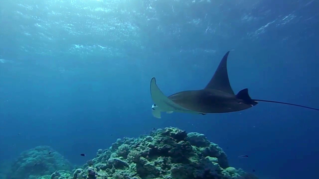 Swimming with Manta Rays – South Pacific Sneak Peak