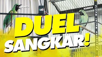 #kontroversi DUEL SANGKAR‼️Cucak Ijo DUNYA vs KUDETA Walet SF Gresik