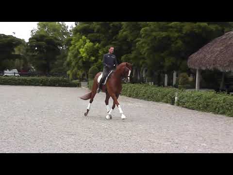 dressage-horses-for-sale:-2012-kwpn-gelding-by-bretton-woods-x-houston