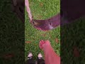 rain survival lol