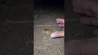 Catch Big Frogs Funny Try Dont Laugh Wepwep Catching Frogs Make You Laugh