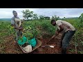 African village life gardening planting fruits and garden tour garden lifeinfarm fruit