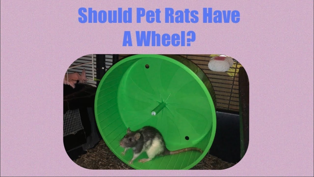 Should You Give Your Rats A Wheel?