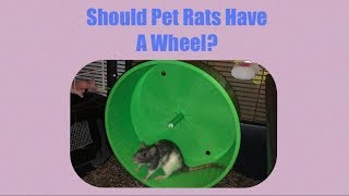 Should You Give Your Rats A Wheel?
