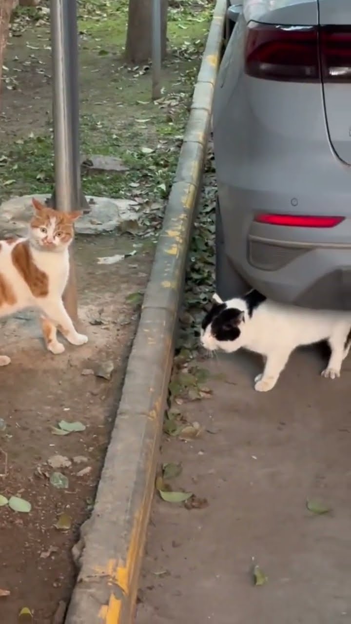 Kittyo respectfully telling bro to back up they are not playing games with them