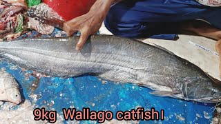 Amazing walla cat fish Cutting Skills in bangladesh fish market by expert cutter