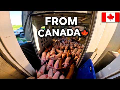 2,400 Pigs Just Arrived... All the Way from Canada