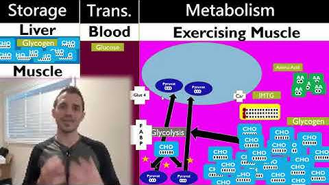 Metabolism for Performance - 10 Min Phys - Andy Galpin