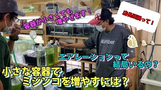 ミジンコ培養☆応用編】ミジンコを小さな容器で増やすには？&結局