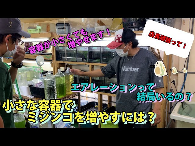 ミジンコ培養☆応用編】ミジンコを小さな容器で増やすには？&結局