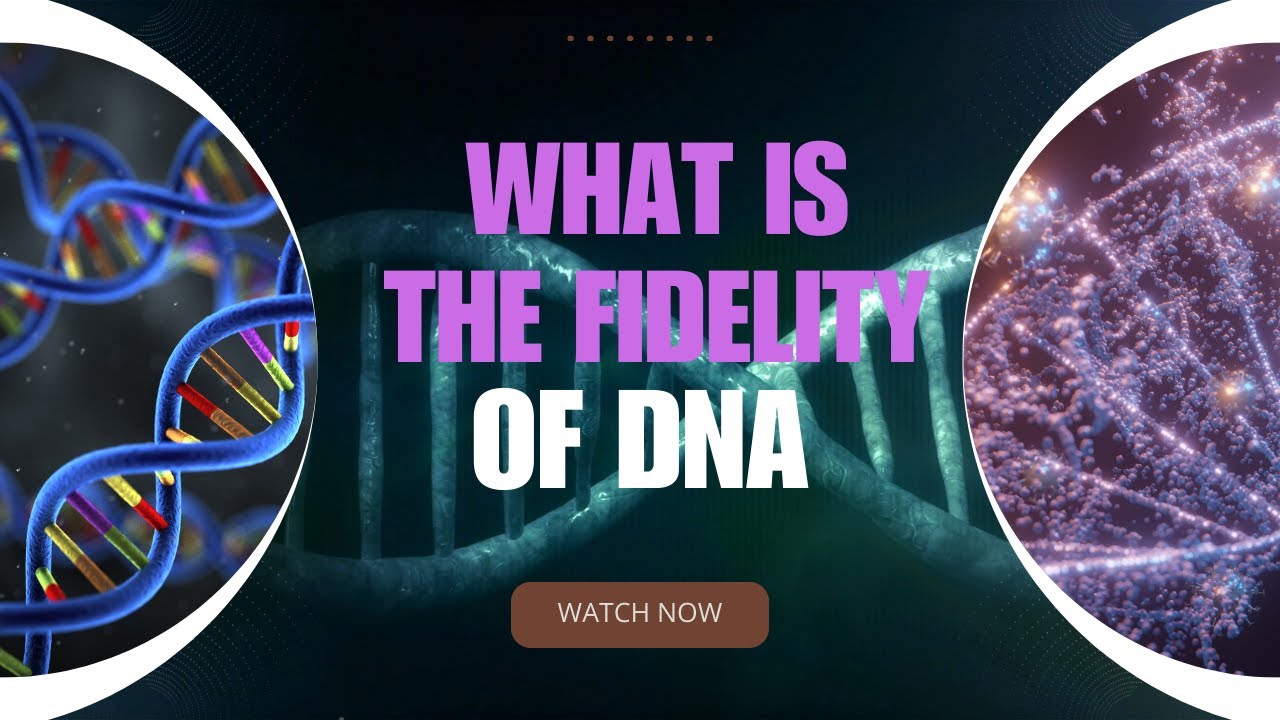 What is the fidelity of DNA - YouTube