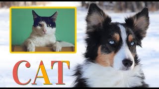 Australian Shepherd Meets Cat for the FIRST Time