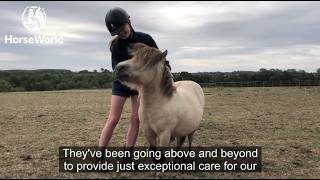 Whats Happening At Horseworld? Hear From Our Head Of Equine Welfare...