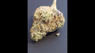 Live Strain Review Meat Breath By Thug Pug Genetics Bought From The Colorado Weedery