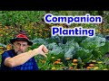 Does Companion Planting Work?