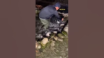 Cá Lớn - bắt Đàn Cá Rô Phi bằng sọt dễ dàng 😱 #khacthuyvlogg