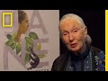 Jane Goodall's Life and Impact