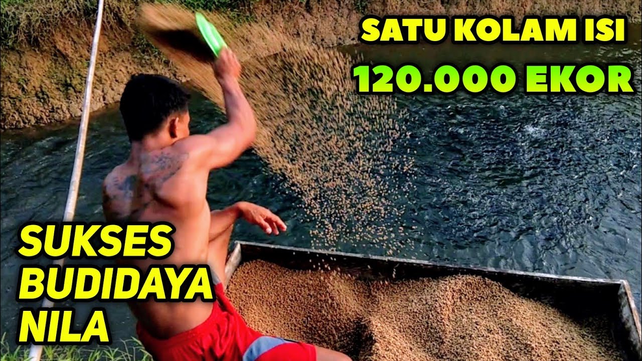 КЛЮЧ К УСПЕШНОМУ культивированию тилапии, СОСТОЯНИЕ 120 000 ХВОСТОВ БАССЕЙНА