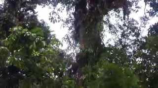 Colobus Monkey Tree Jumping, Nyungwe National Park, Rwanda