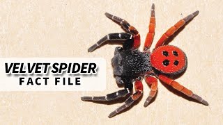Velvet Spider facts: the SOFTEST looking spider  Animal Fact Files