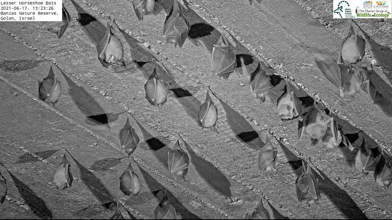 Lots of lesser horseshoe bats in the colony today | Wild Bat הפרסף ...