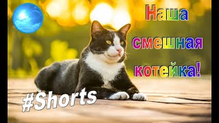 Наша смешная котейка #Shorts