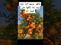 الغيبة فاكهة حرمها الله تعالى علينا وما زلنا نأكلها حتى اليوم فاكهة النميمة يوم القيامة