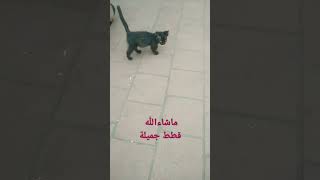 قطط من المغرب الحبيب ?
