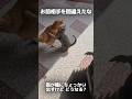 猫パンチの結末が