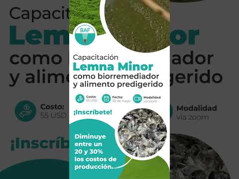 Video: ¿Cómo usar la lemna menor 30?