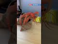 Realistic Hermit Crab Render using Simulon and Blender | If only House Hunting was this Easy #shorts