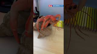 Realistic Hermit Crab Render using Simulon and Blender | If only House Hunting was this Easy #shorts