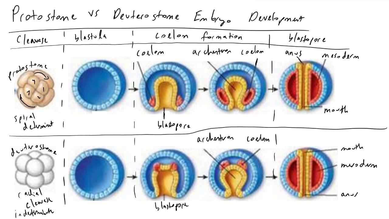 Protostome vs Deuterostome Embryo Development