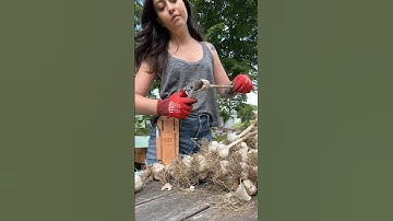 You Shouldn’t Grow Garlic From The Grocery Store 🧄👀#gardeningvideos #growinggarlic #growyourown