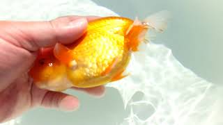 DSCF9811