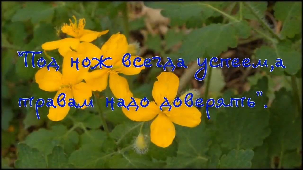 Чистотел миому съел (Советы для здоровья)