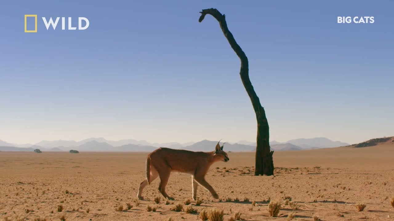 Rare Cat Skills | Big Cats | National Geographic MENA