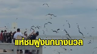 นักท่องเที่ยวแห่ชม! นกนางนวลหนีหนาวจากไซบีเรีย มากินกากหมูบางปูนับพันตัว