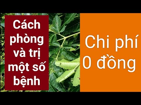Video Mô hình nuôi cá trong bể lót bạt | Cách phòng ngừa một... - youtube