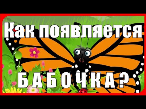 Как появляется БАБОЧКА? Размножение. Жизненный цикл бабочки: яйца, гусеница, куколка, бабочка.