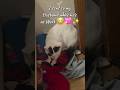 Tony the Cat's Strange Addiction #funnycats #cats #catshorts #sillycats #catshorts #furparents #pets