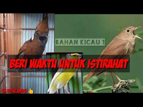 Masteran Cililin, Kenari \u0026 Sikatan Londo || Jeda \u0026 Ampuh Untuk Masteran Murai DLL