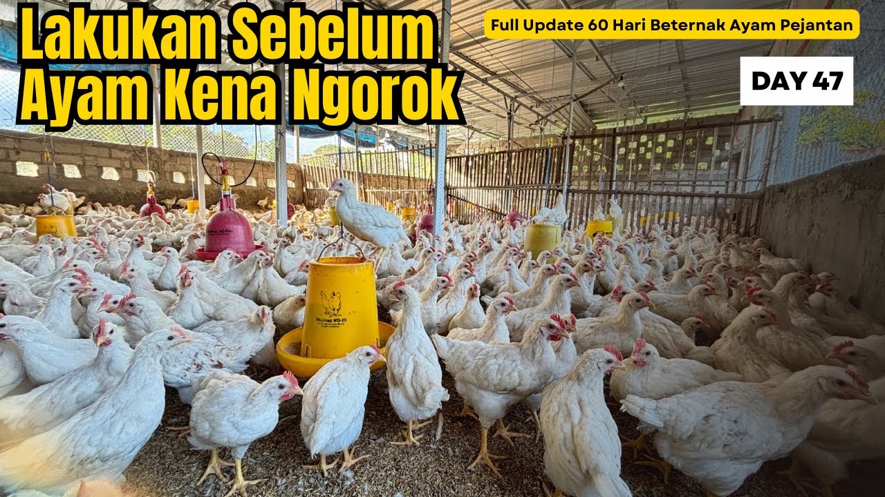 DAY 47 - BUAT SIRKULASI UDARA YANG NYAMAN UNTUK AYAM PEJANTAN