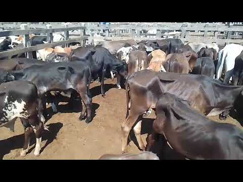 TODAY 09/07/26 BIG CATTLE FAIR IN TABIRA Come Check It Out,