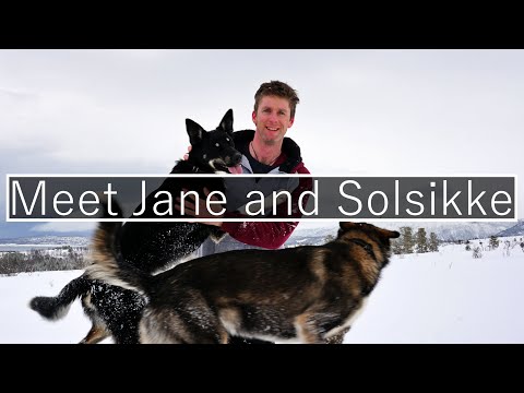 Video: Solsikkeaske Råte