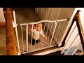 Tricky Toddleroo Baby Gate Installation Tips